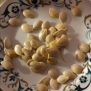 Spaghetti squash Seeds